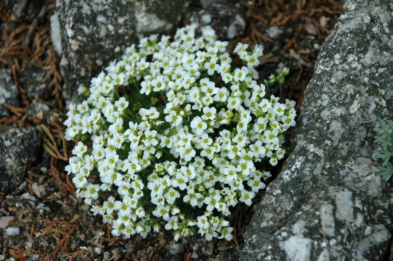 Изображение особи Draba hirta.