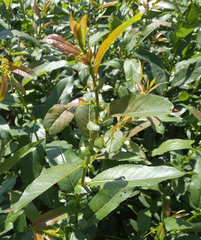 Image of Salix × schumanniana specimen.