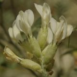 Image of taxon representative. Author is Сергей Свирин