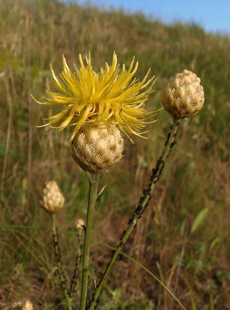 Image of Centaurea orientalis specimen.