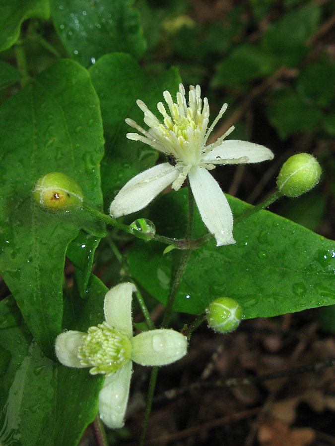 Image of Clematis vitalba specimen.