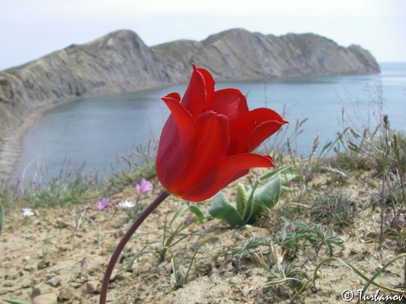 Image of Tulipa suaveolens specimen.