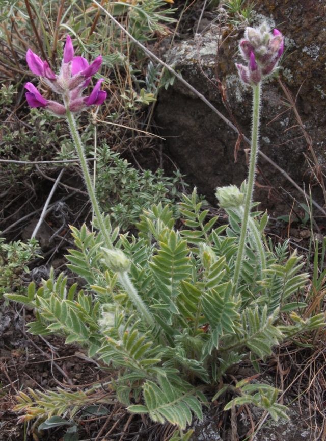 Изображение особи Oxytropis sibajensis.