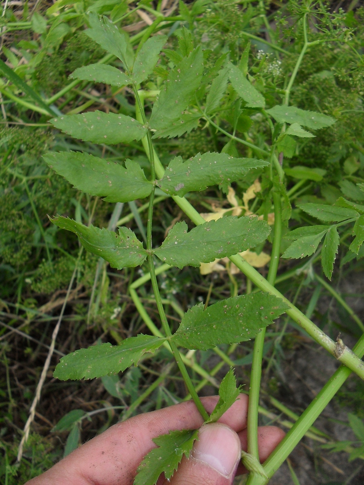 Изображение особи Berula erecta.