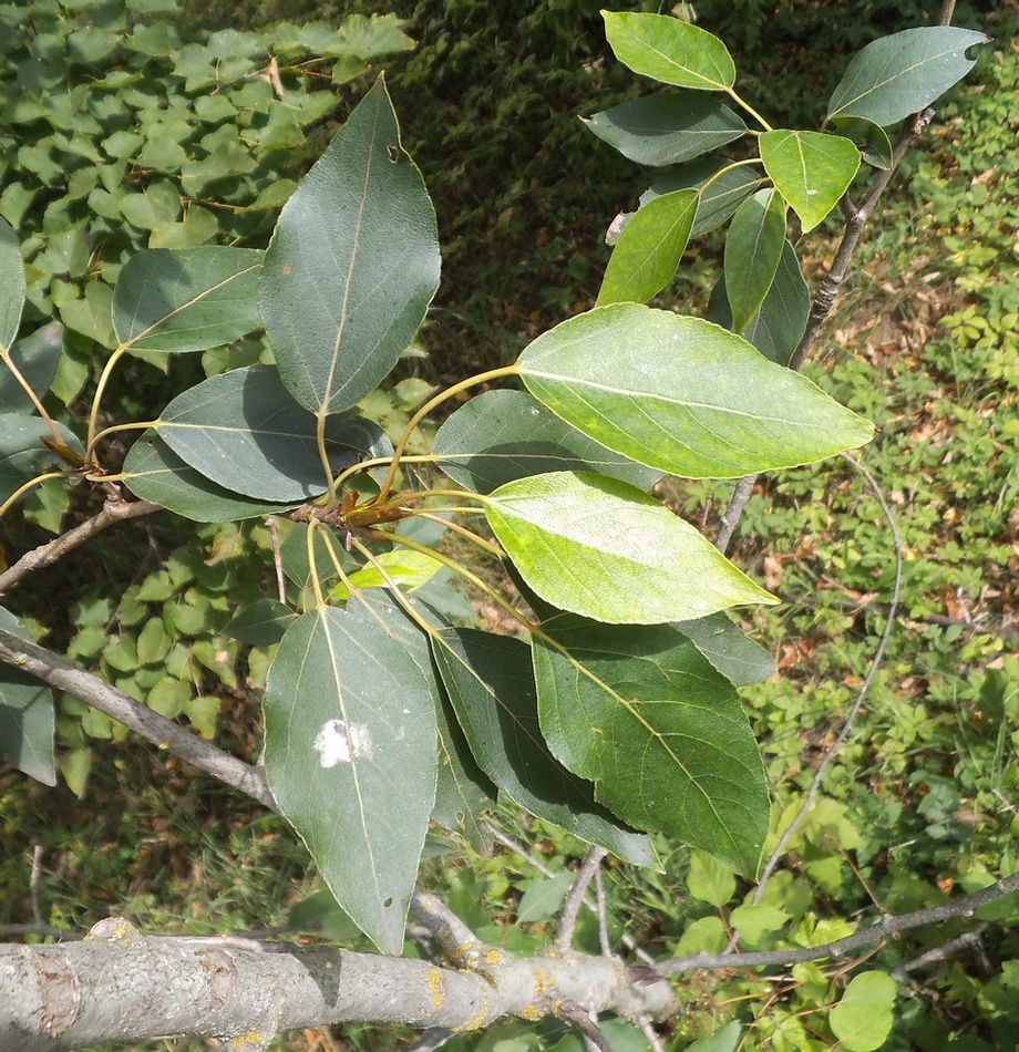 Image of Populus longifolia specimen.