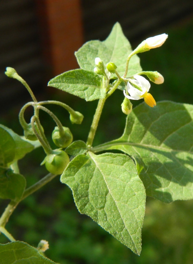 Image of Solanum nigrum specimen.