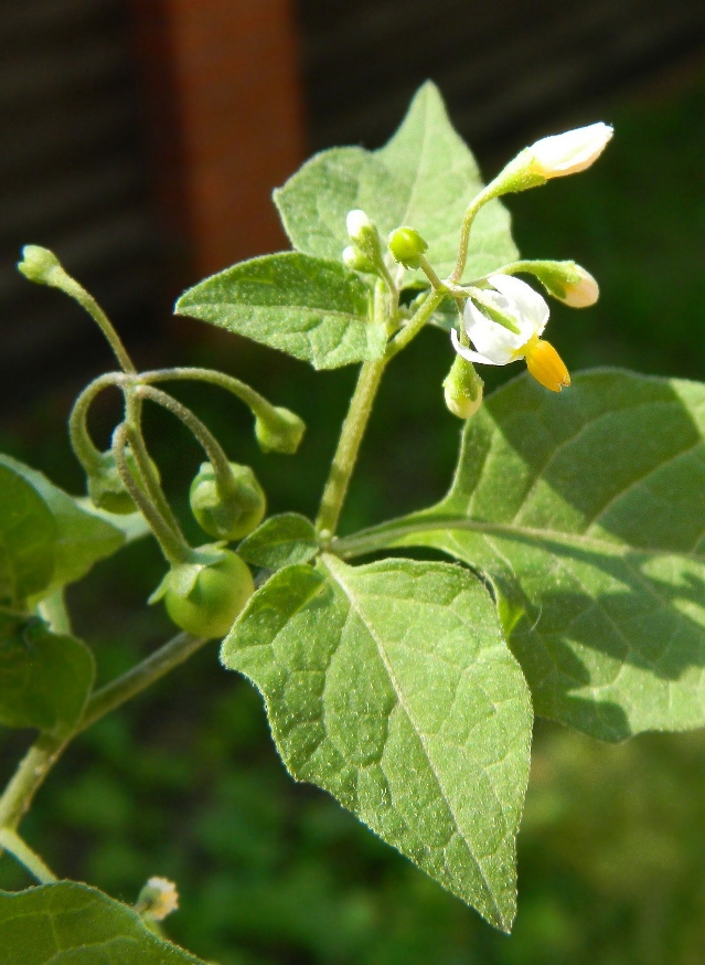 Изображение особи Solanum nigrum.