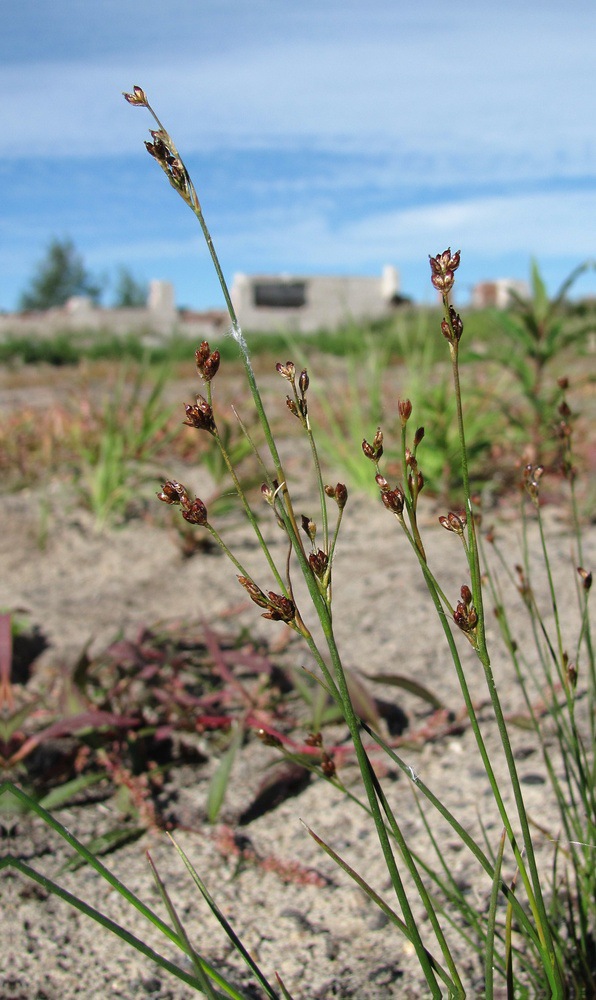 Изображение особи Juncus nodulosus.