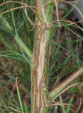 Artemisia scoparia