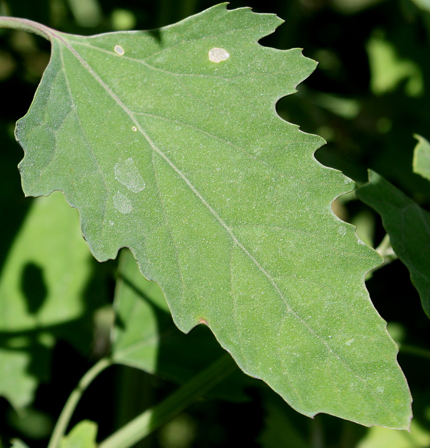 Image of Chenopodium giganteum specimen.