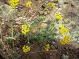 Achillea leptophylla