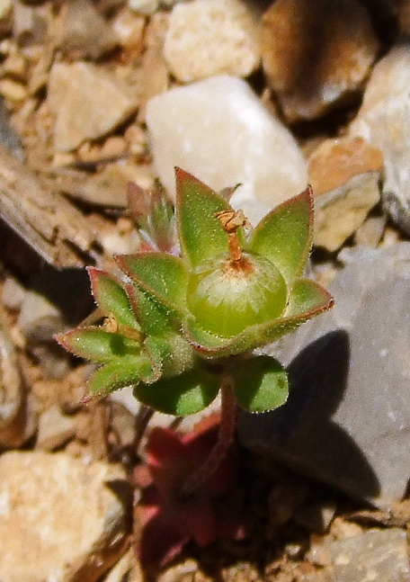 Image of Androsace maxima specimen.