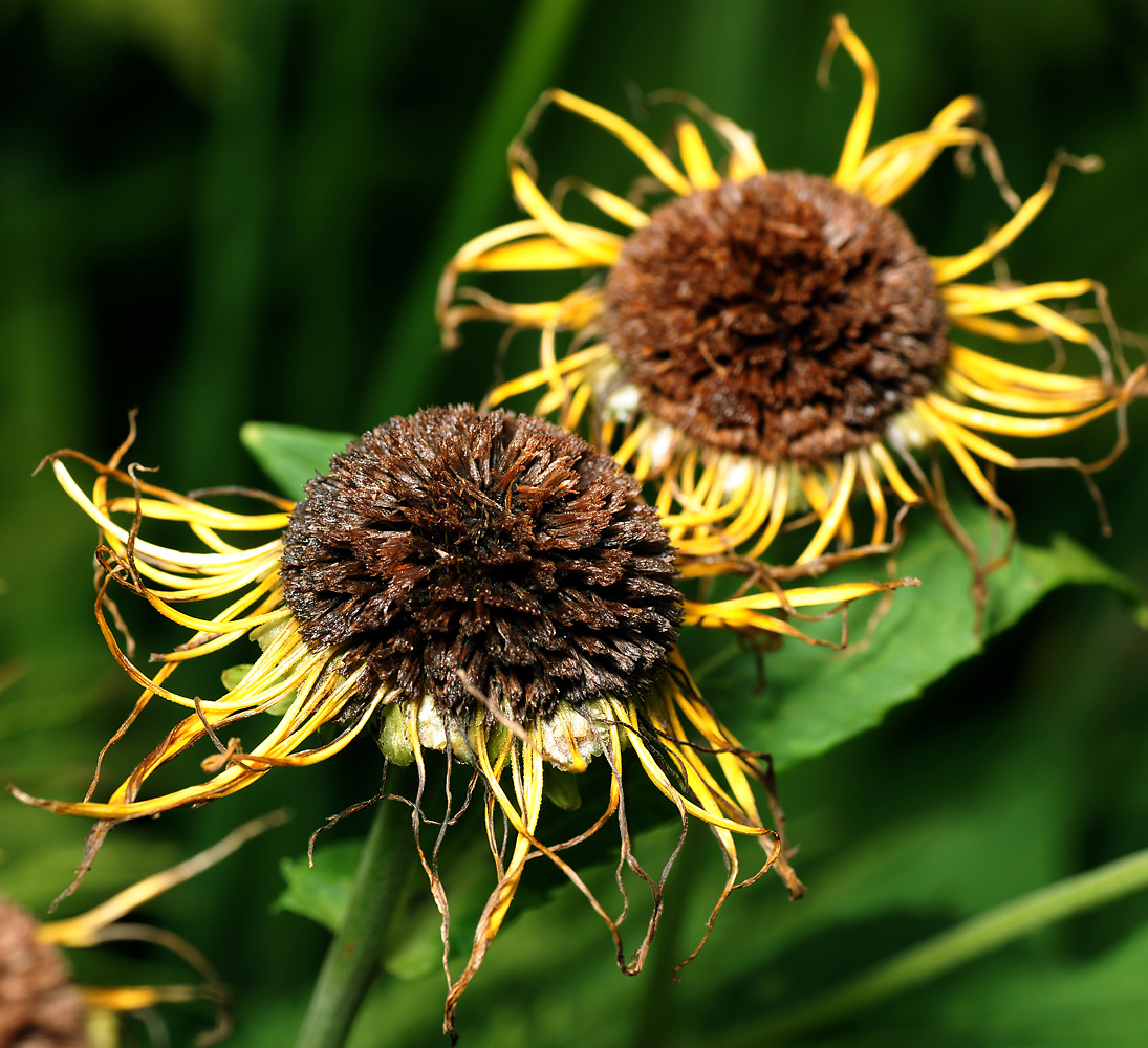 Изображение особи Telekia speciosa.