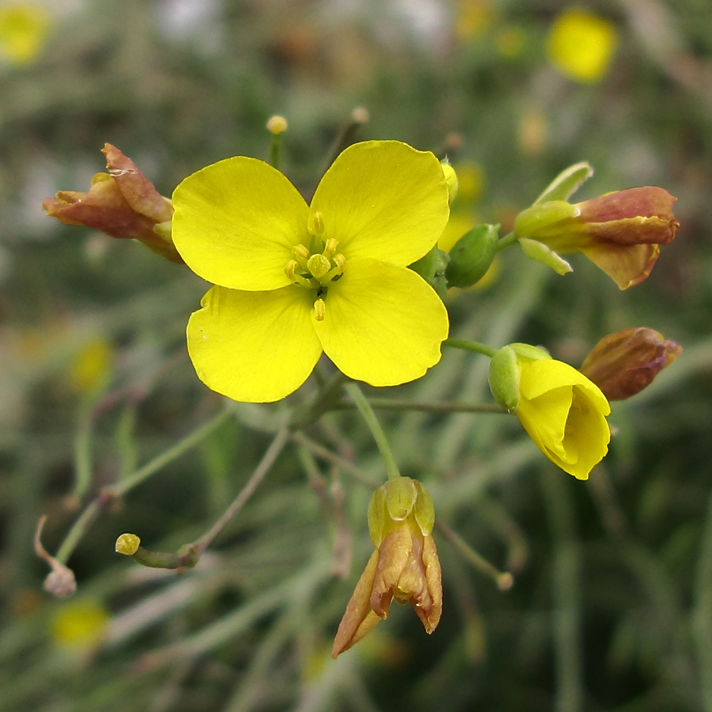 Image of Diplotaxis tenuifolia specimen.