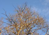 Populus alba