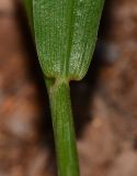 Setaria adhaerens