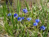 Gentiana dshimilensis