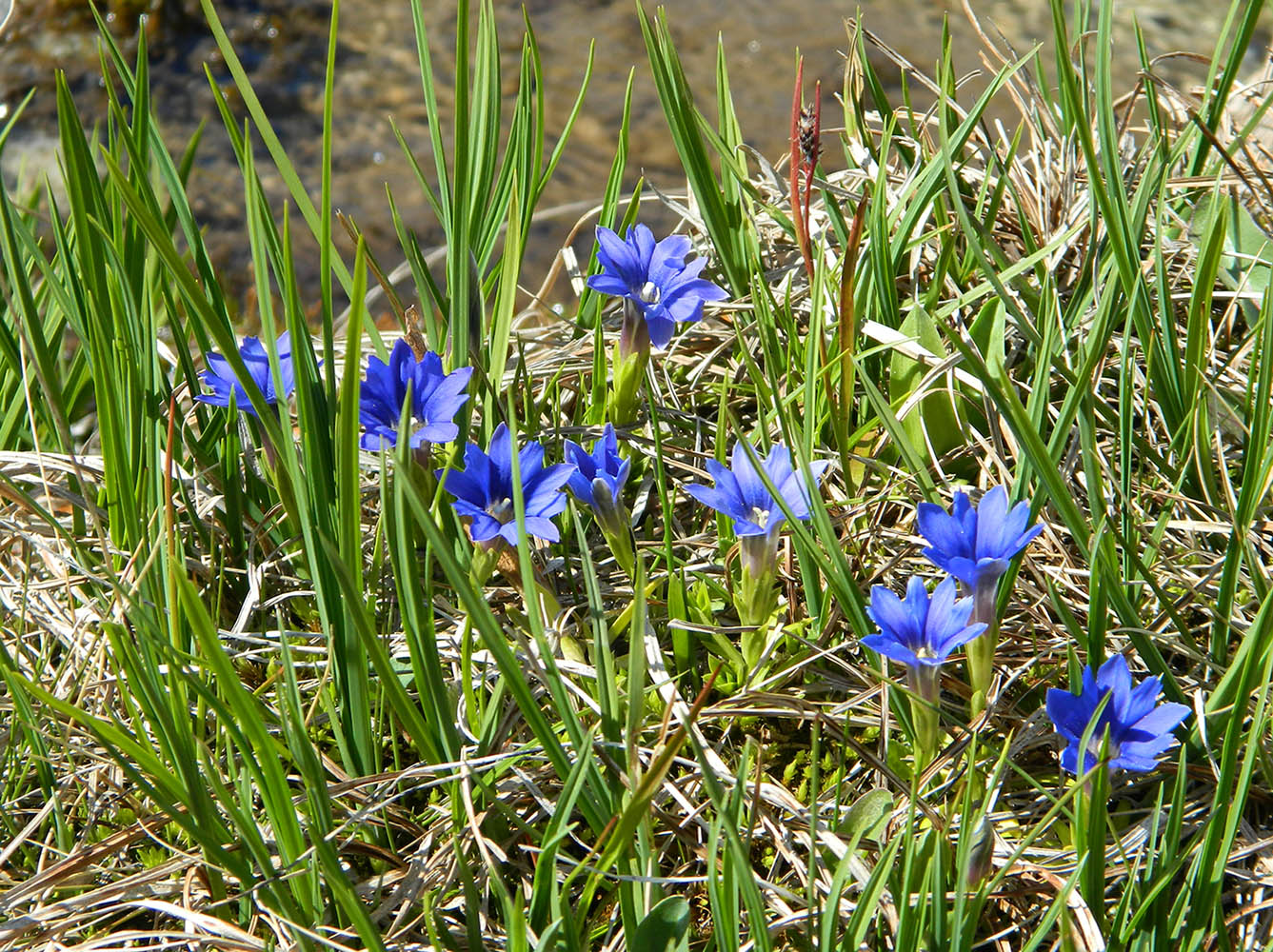 Изображение особи Gentiana dshimilensis.