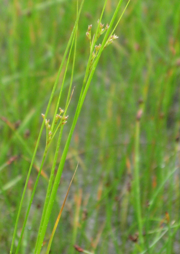 Изображение особи Juncus gracillimus.