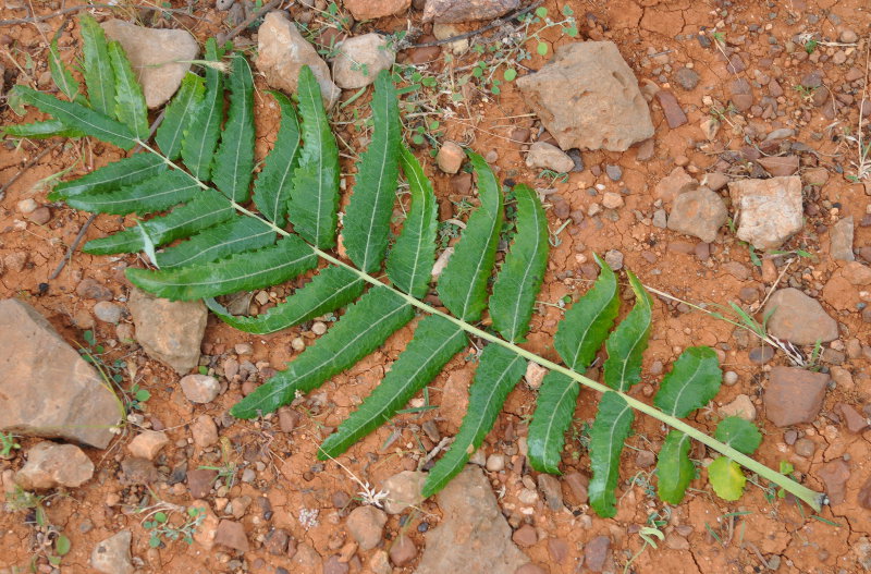 Изображение особи Boswellia elongata.