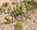 Euryops arabicus