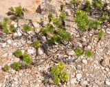 Euryops arabicus. Цветущее растение. Сокотра, плато Диксам. 30.12.2013.