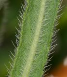 Echium angustifolium. Часть листа (вид с обратной стороны). Израиль, Шарон, пос. Кфар Шмариягу, заповедник. 27.01.2014.