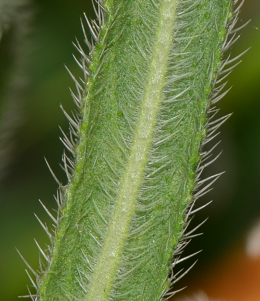 Изображение особи Echium angustifolium.