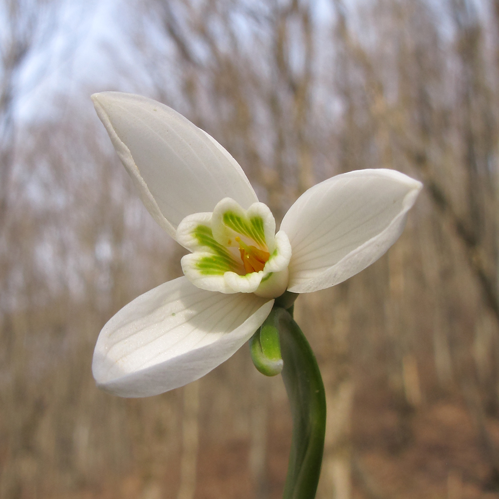 Изображение особи Galanthus alpinus.