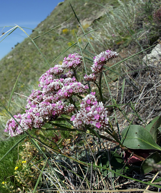 Image of Goniolimon speciosum specimen.