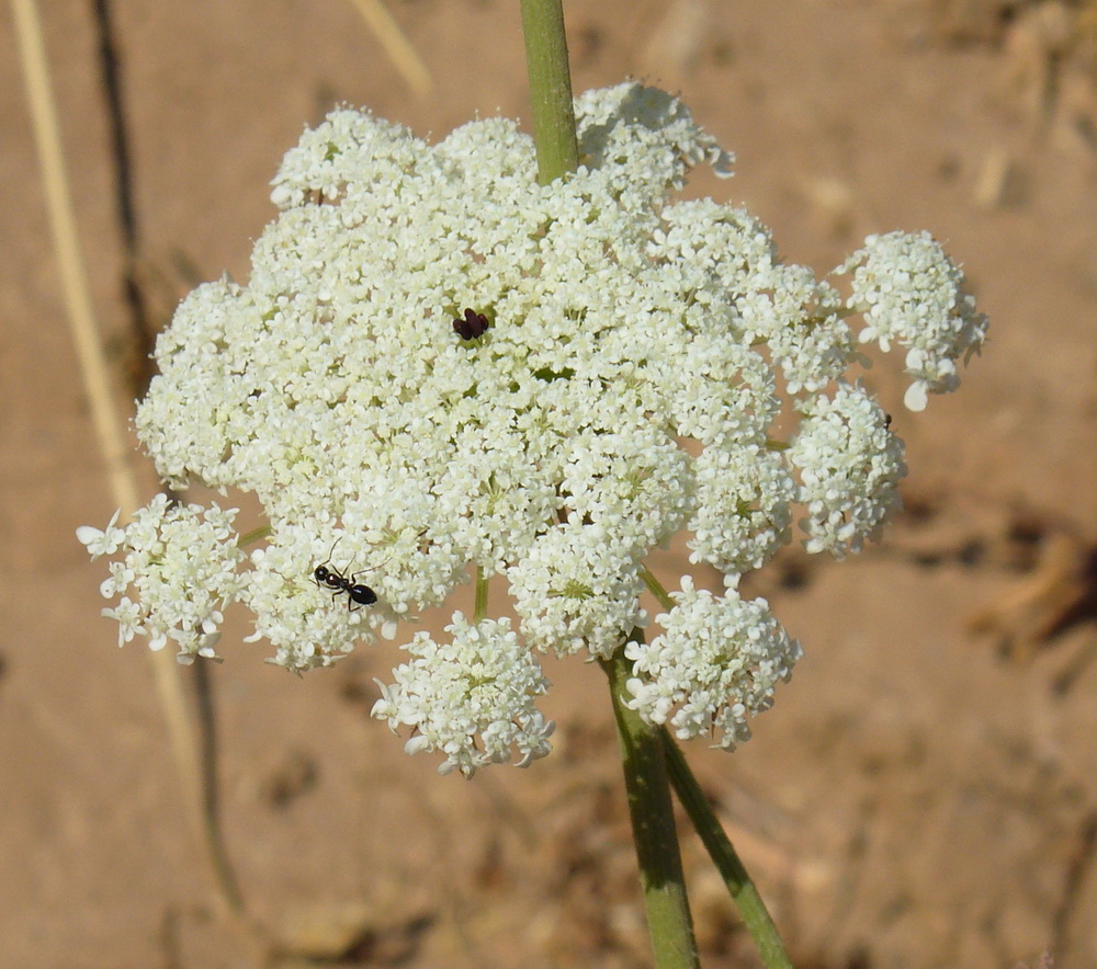 Изображение особи Daucus carota.