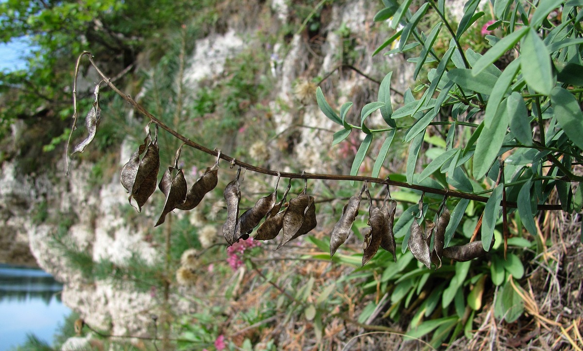 Изображение особи Astragalus gorczakovskii.