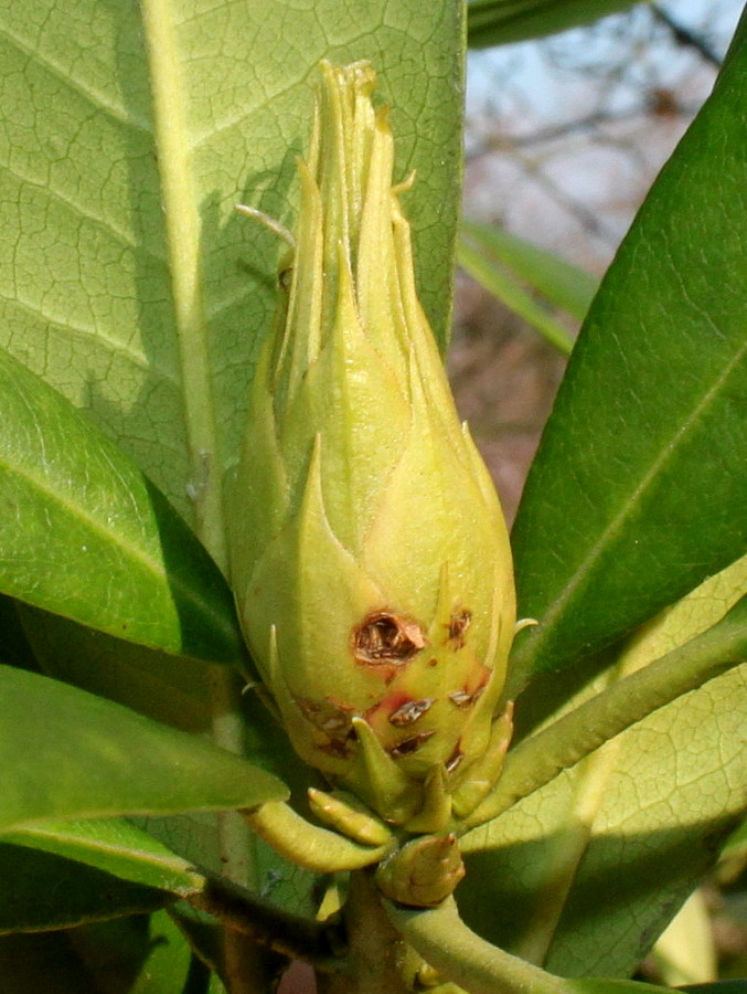 Image of Rhododendron catawbiense specimen.