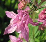 Aquilegia vulgaris. Цветок (вид со стороны цветоножки). Восточный Казахстан, Уланский р-н, с. Украинка, дачный участок, в культуре. 06.06.2005.