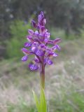 Anacamptis morio ssp. caucasica