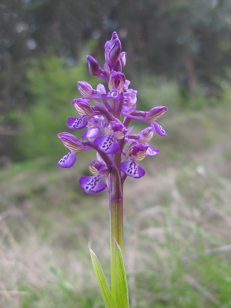 Изображение особи Anacamptis morio ssp. caucasica.