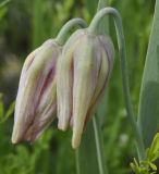 род Fritillaria