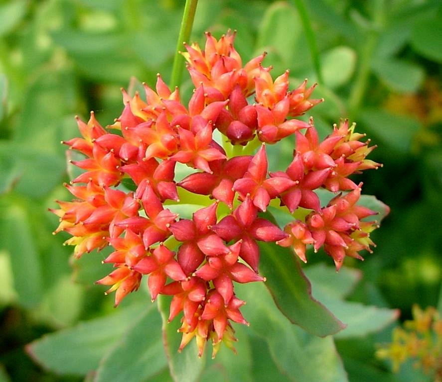 Изображение особи Rhodiola rosea.