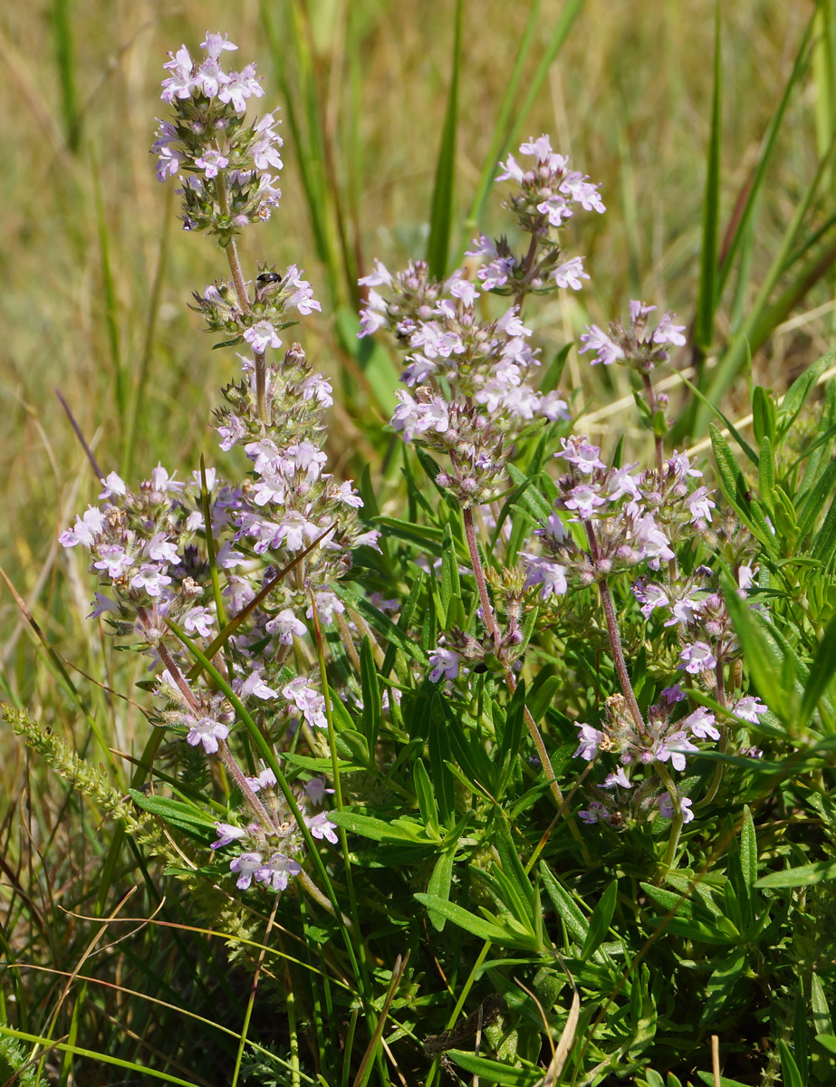 Изображение особи Thymus marschallianus.