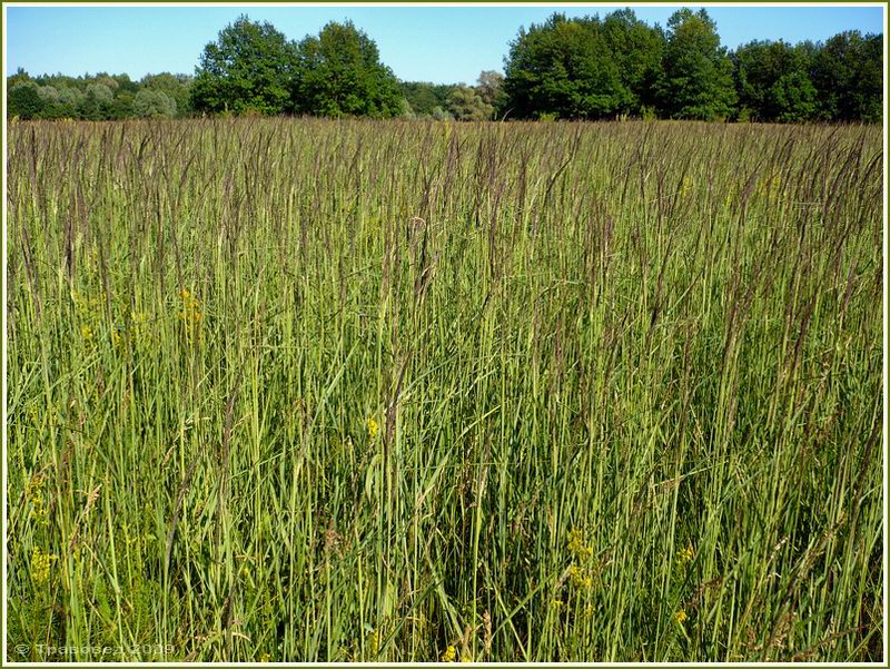 Image of Calamagrostis epigeios specimen.