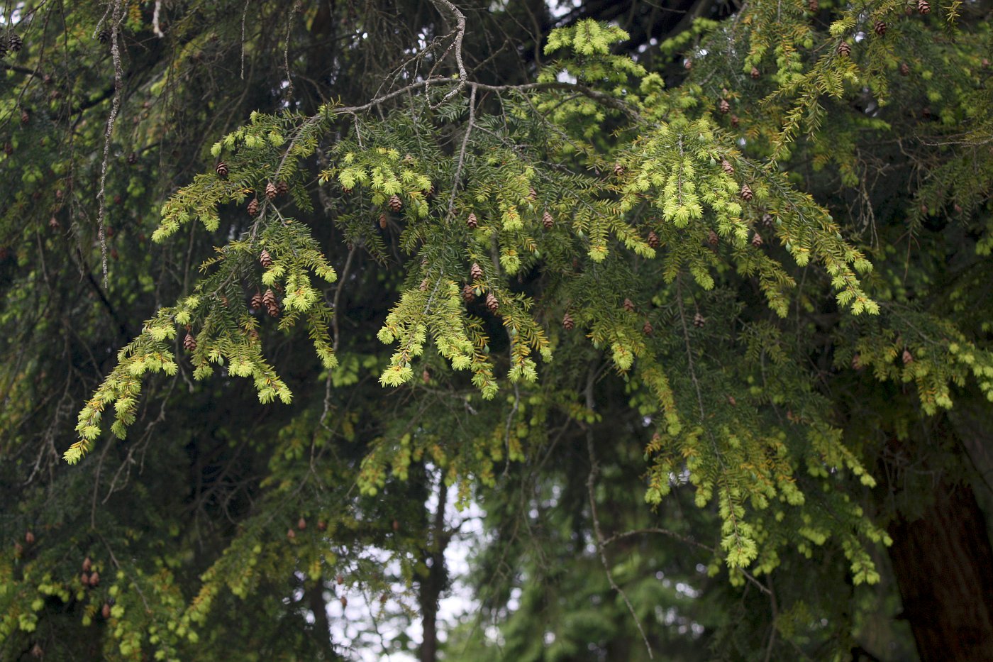 Image of Tsuga canadensis specimen.