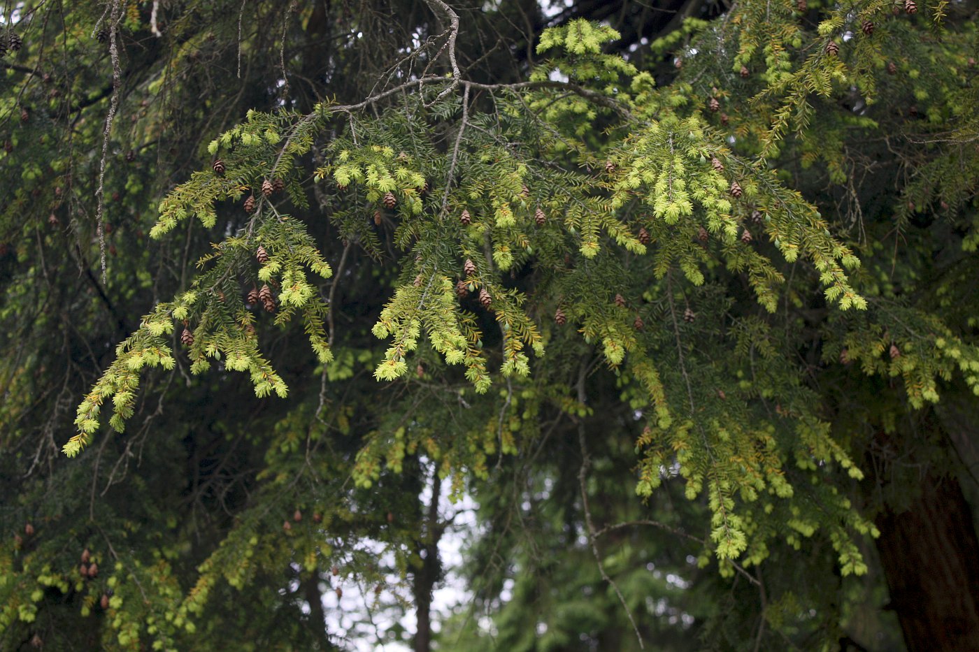 Изображение особи Tsuga canadensis.