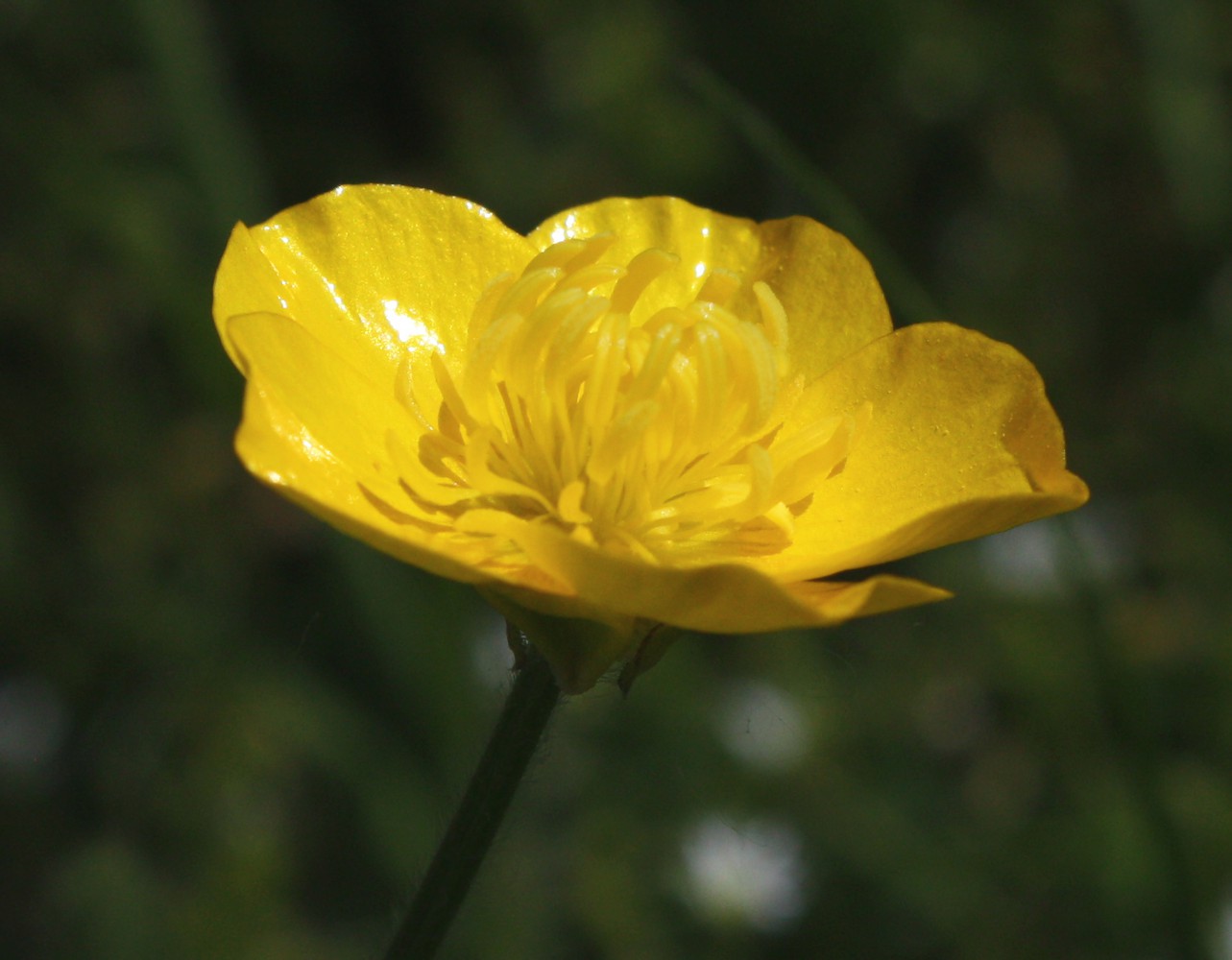 Изображение особи Ranunculus bulbosus.