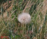 Tragopogon подвид major