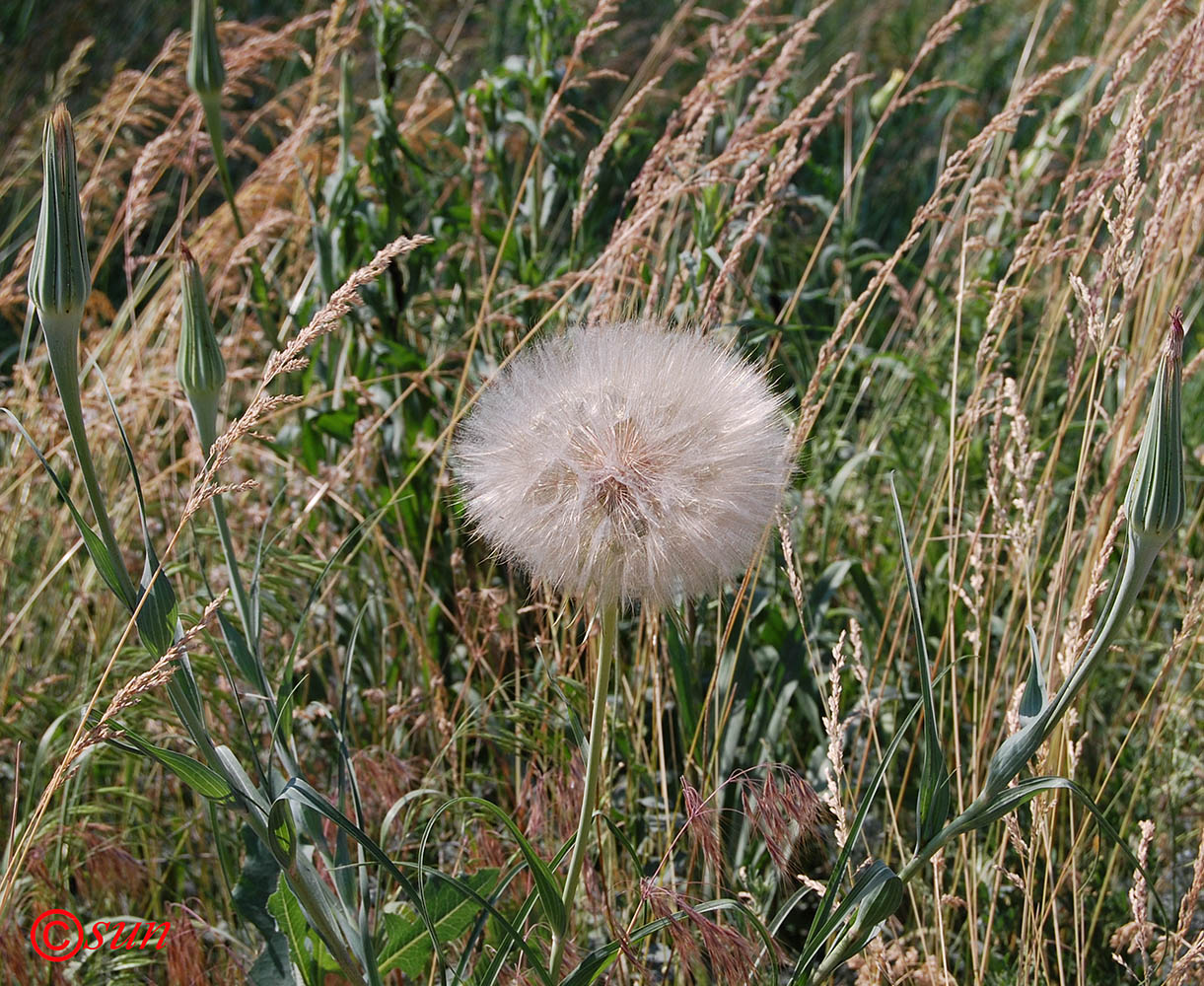 Изображение особи Tragopogon dubius ssp. major.