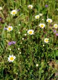 Leucanthemum vulgare. Цветущие растения. Московская обл., Истринский р-н, Павловская слобода. 12.06.2007.