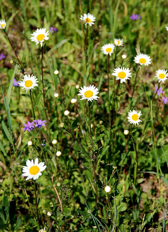 Image of Leucanthemum vulgare specimen.