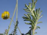 Anthemis tinctoria