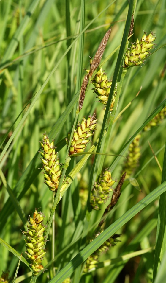 Image of Carex rugulosa specimen.