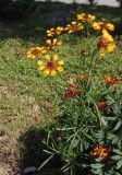 genus Gaillardia. Цветущее растение. Украина, г. Запорожье, Александровский рынок, цветник. 28.06.2014.